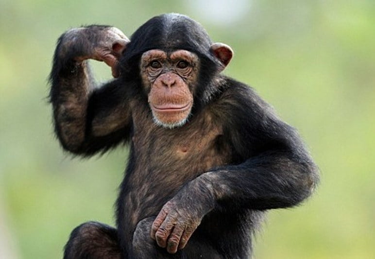 Домашние обезьяны. Обезьяна вертикально. Маймыл шимпанзе. Вертикальные обои с обезьяной. I can dance chimp